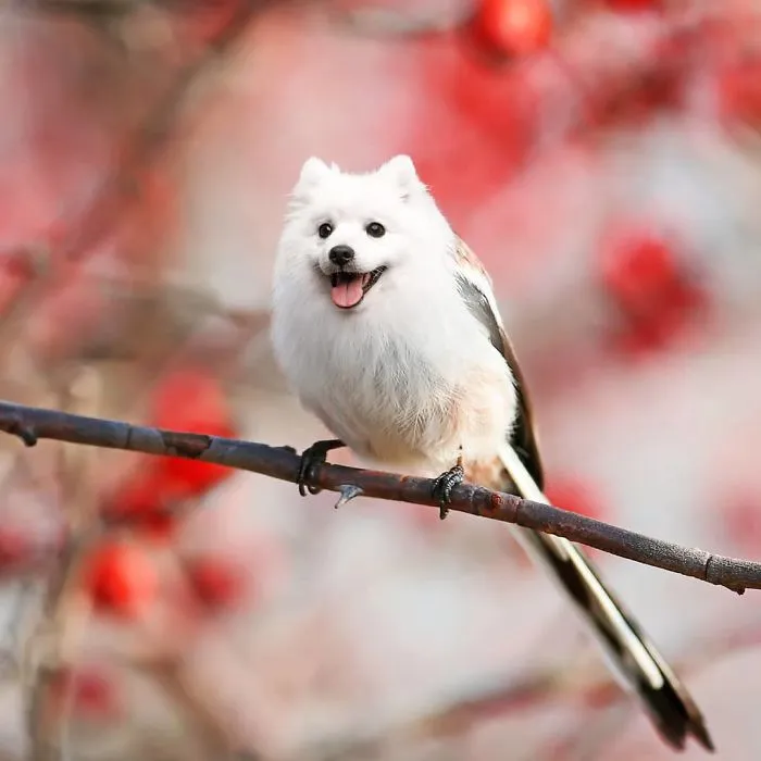 Samoyird