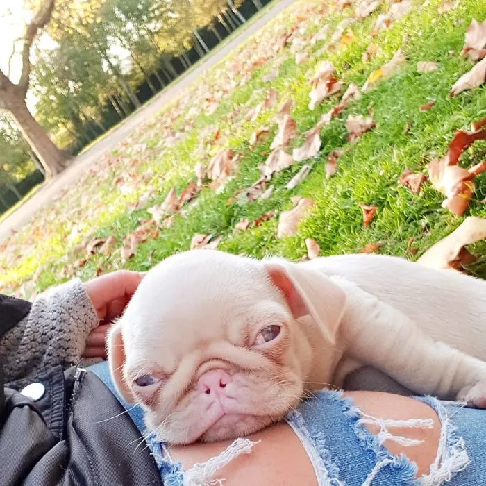 One Of Less Than 100 Pink Pugs In The World ‘Milkshake’ Is Stealing Hearts On Instagram