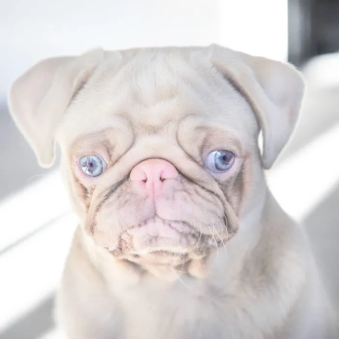 One Of Less Than 100 Pink Pugs In The World ‘Milkshake’ Is Stealing Hearts On Instagram