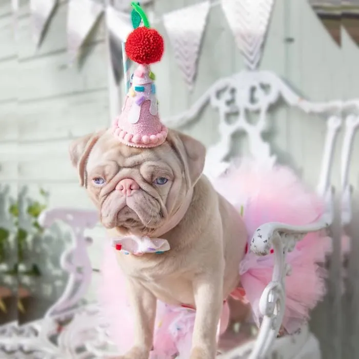 One Of Less Than 100 Pink Pugs In The World ‘Milkshake’ Is Stealing Hearts On Instagram