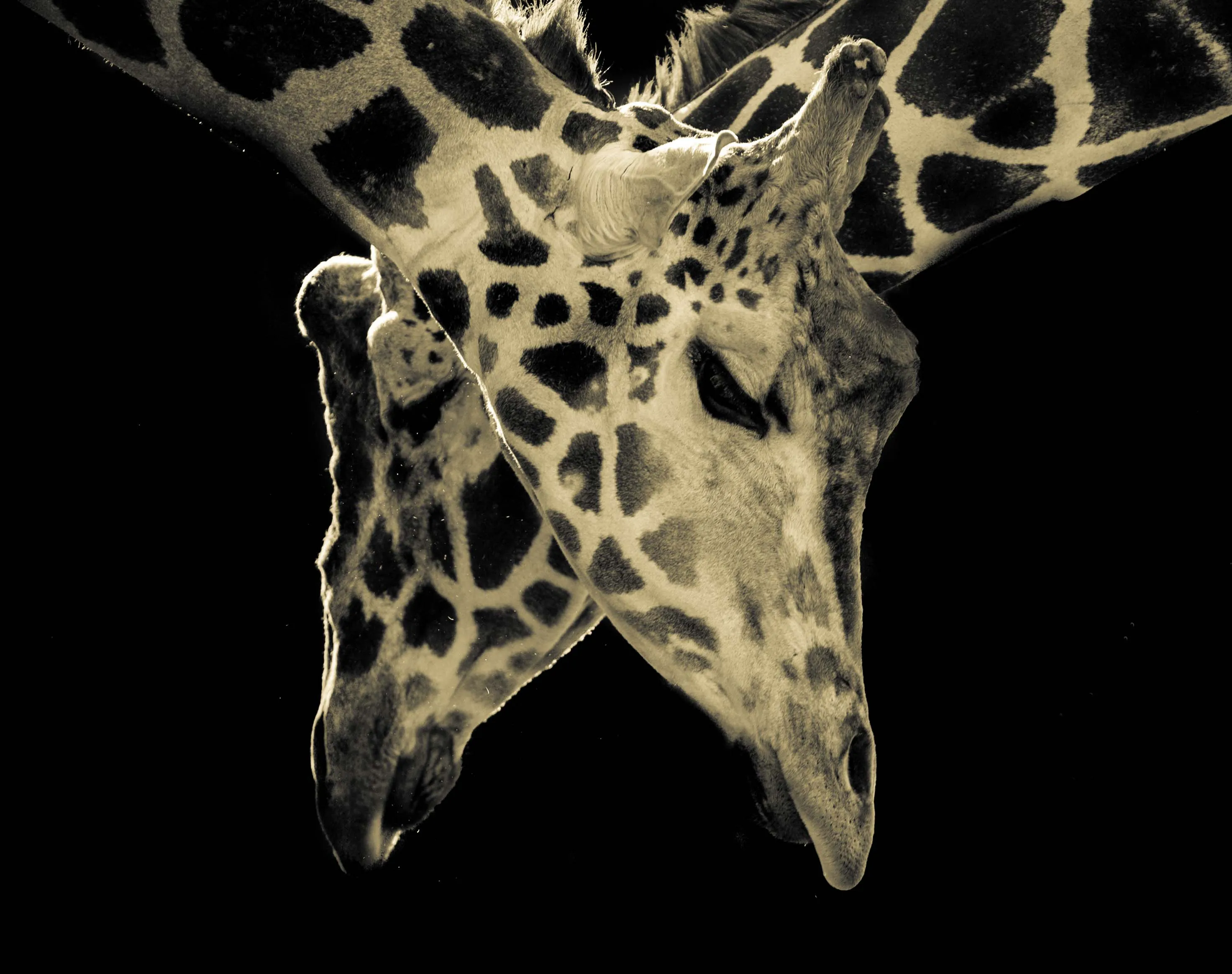 I Took These 40 Photos To Show People The Beauty Of Animals