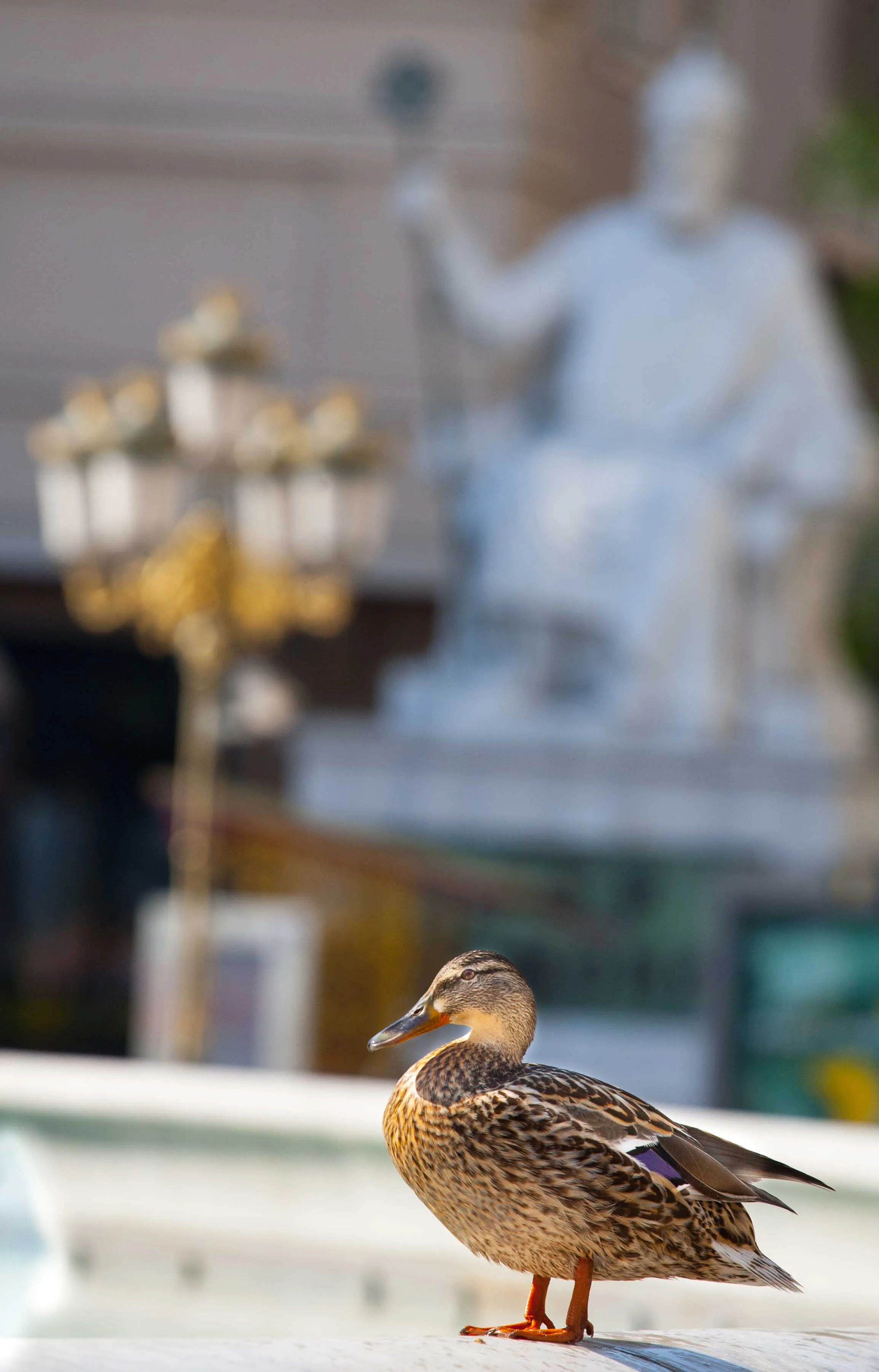 During Coronavirus Lockdown, Wild Ducks Came To The Fountain In The Center Of The Capital Of Macedonia, Skopje. Nature Returns To Its Place.