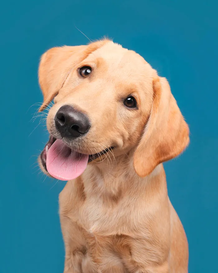Ansgar, The Labrador Puppy