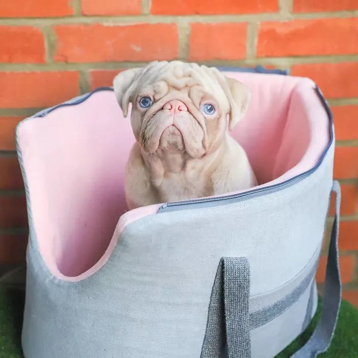 One Of Less Than 100 Pink Pugs In The World ‘Milkshake’ Is Stealing Hearts On Instagram