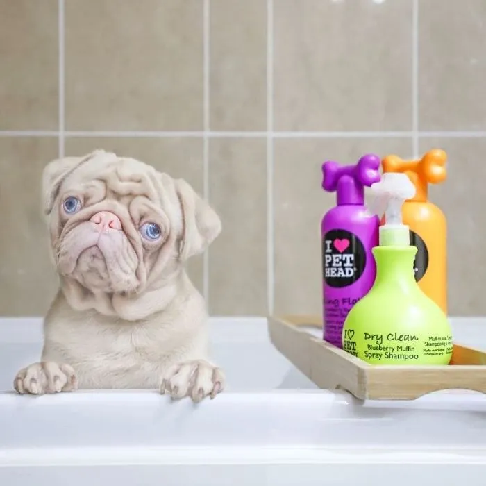 One Of Less Than 100 Pink Pugs In The World ‘Milkshake’ Is Stealing Hearts On Instagram