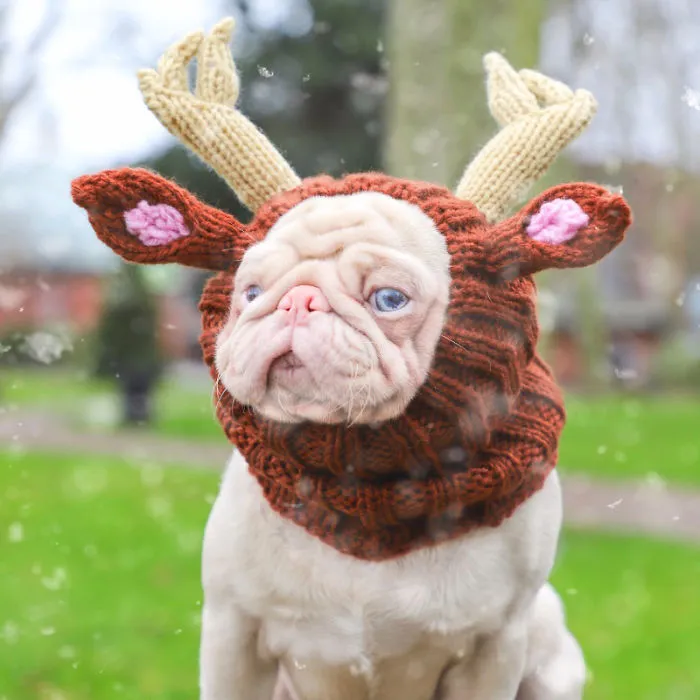 One Of Less Than 100 Pink Pugs In The World ‘Milkshake’ Is Stealing Hearts On Instagram