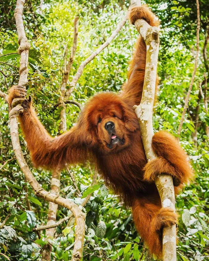 Doggorang