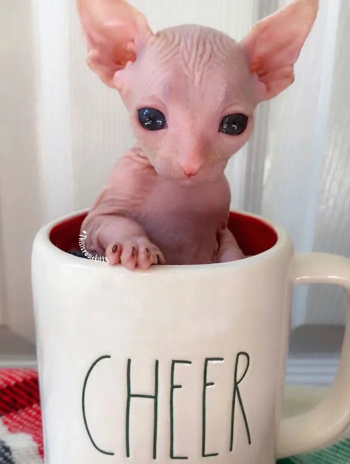 Here Are 68 Pics Of My Cats That Help Me During Tough Times