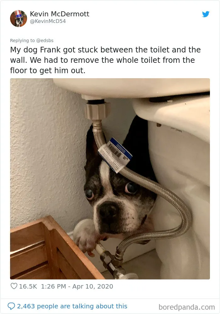 People Are Sharing Stories About The Dumbest Dogs They've Ever Known In This Viral Thread (40 Pics)
