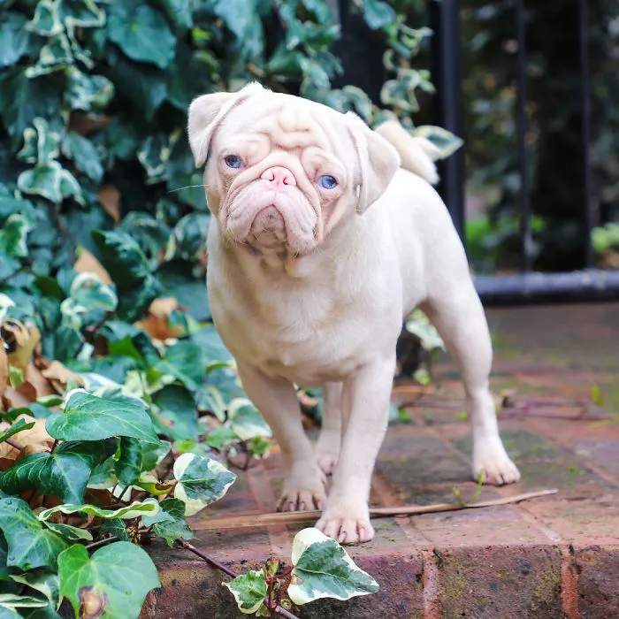 One Of Less Than 100 Pink Pugs In The World ‘Milkshake’ Is Stealing Hearts On Instagram