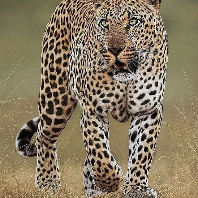 Yala National Park