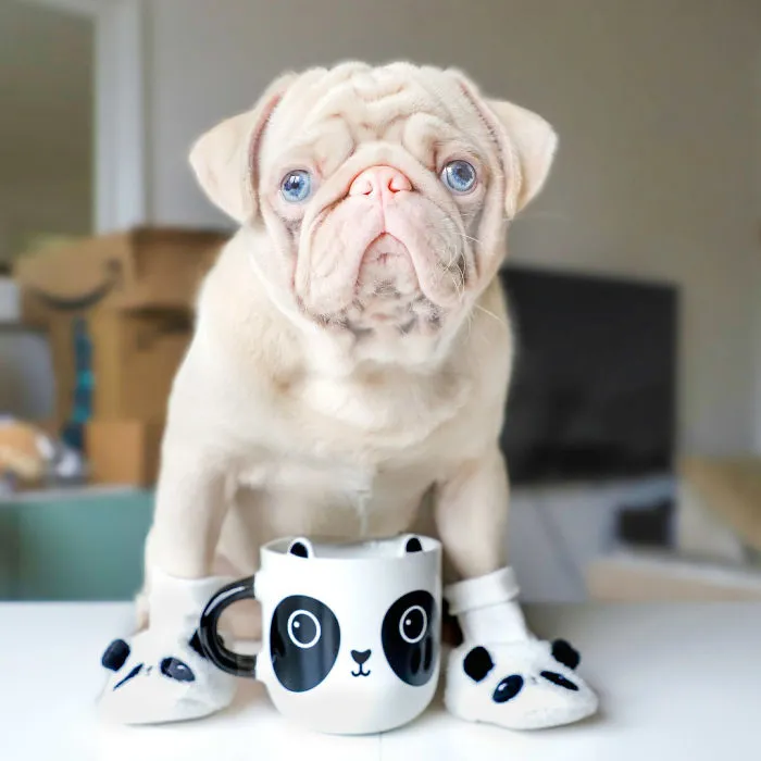 One Of Less Than 100 Pink Pugs In The World ‘Milkshake’ Is Stealing Hearts On Instagram