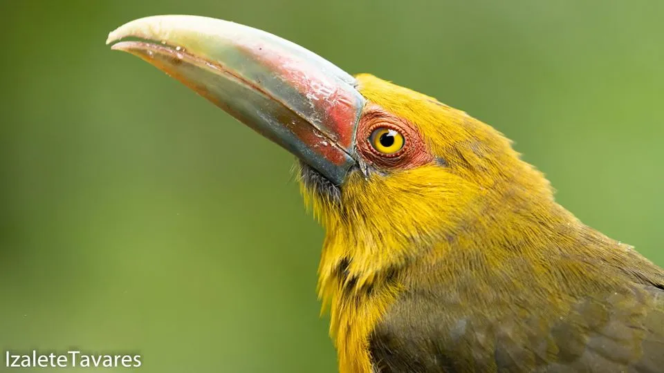 Birdwatching - What Is This?