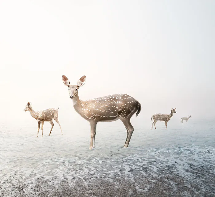 Stay My Deer