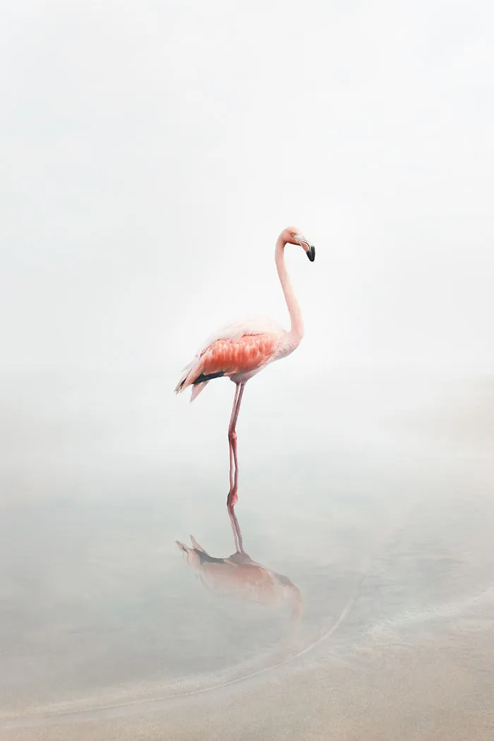 For Now Flamingo