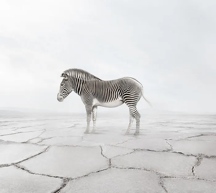 Zen Zebra