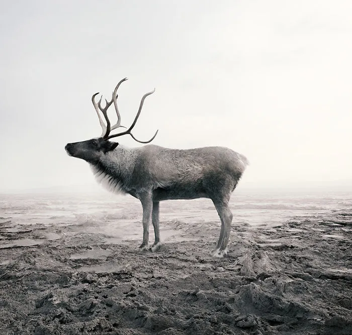 Calm Caribou