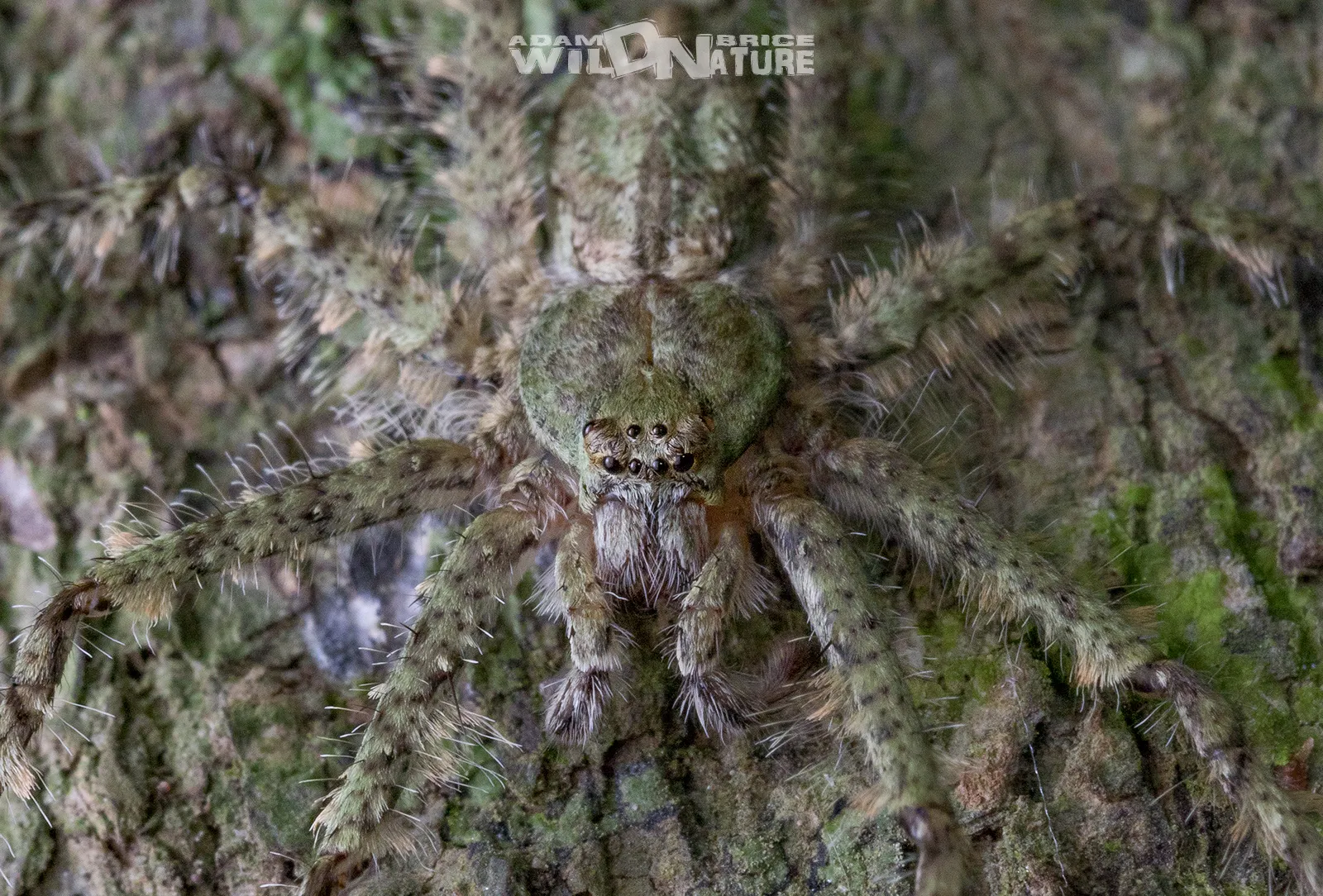 Lichen Everything About This Spider