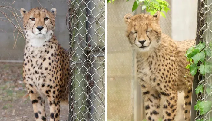 These 20 Animals Show How Exactly We Look Without Contact Lenses