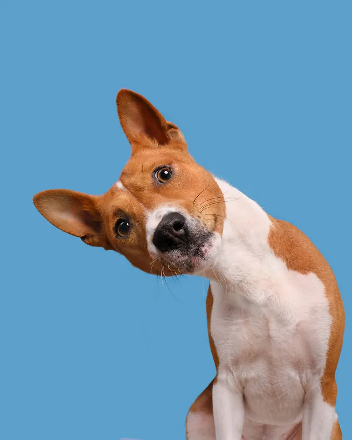 Django, The Basenji