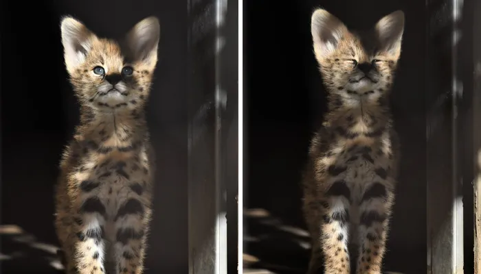 These 20 Animals Show How Exactly We Look Without Contact Lenses