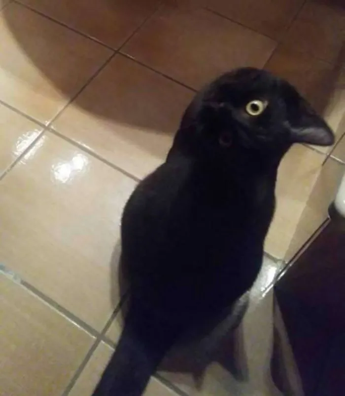 Esta foto de un cuervo es interesante porque... es un gato