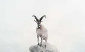 Meditations: My 16 Animal Montages That Express Self-Therapy