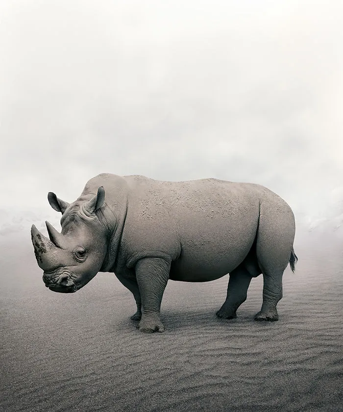 Restful Rhino