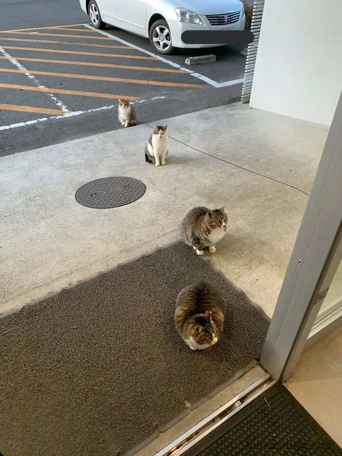 CAT-Cial Distancing In Japan