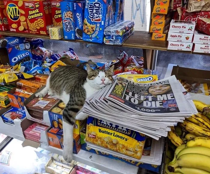 This Twitter Account Collects Photos Of Cats In Small Shops Looking Like They Own The Place