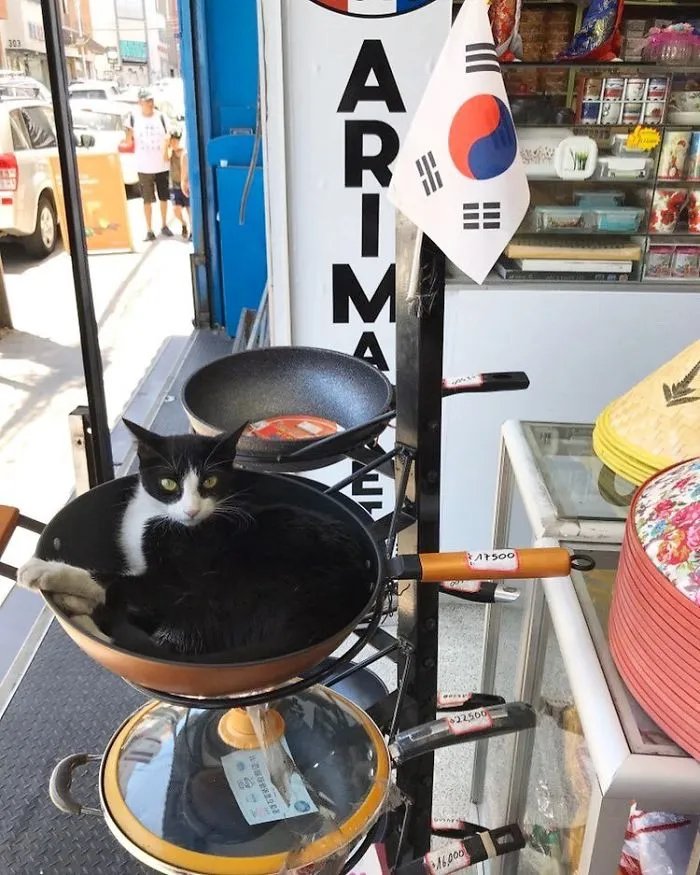 This Twitter Account Collects Photos Of Cats In Small Shops Looking Like They Own The Place