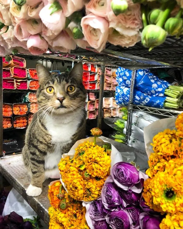 Esta cuenta de Twitter colecciona fotos de gatos en tiendecitas actuando como si fueran los dueños