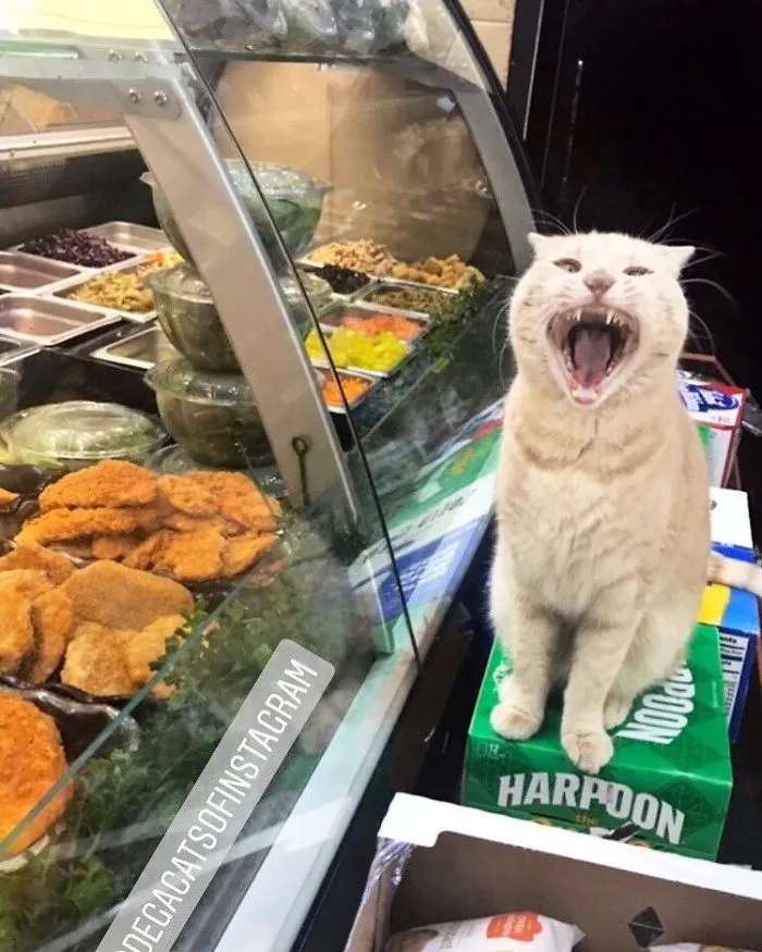 This Twitter Account Collects Photos Of Cats In Small Shops Looking Like They Own The Place