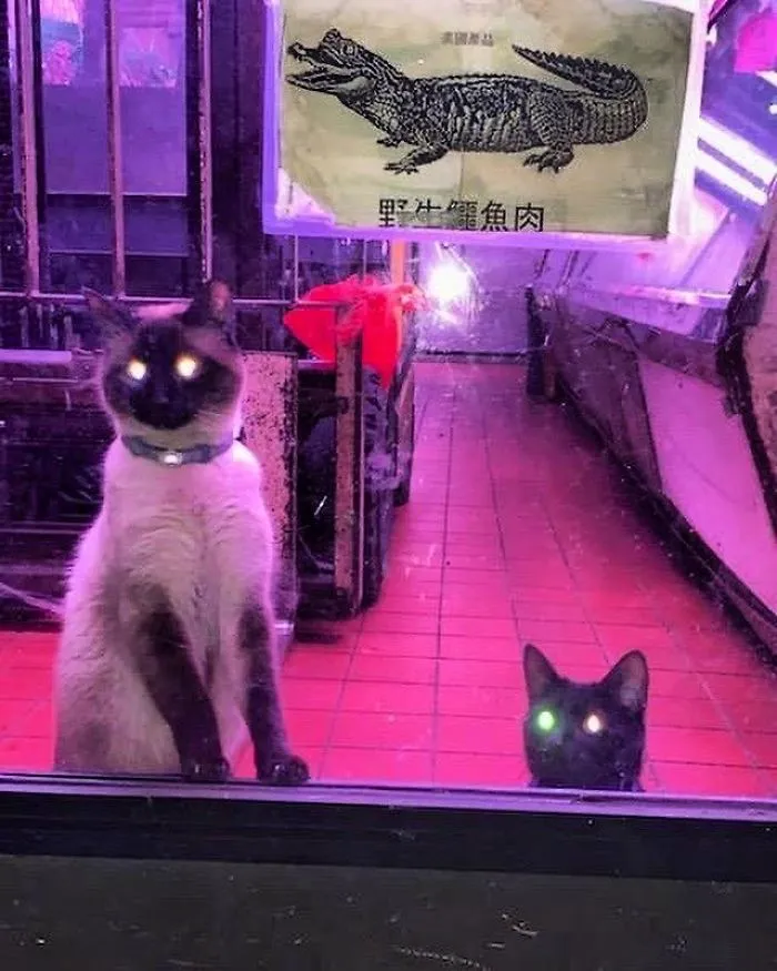 This Twitter Account Collects Photos Of Cats In Small Shops Looking Like They Own The Place