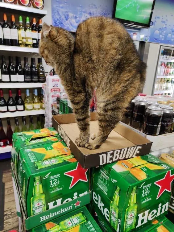 This Twitter Account Collects Photos Of Cats In Small Shops Looking Like They Own The Place
