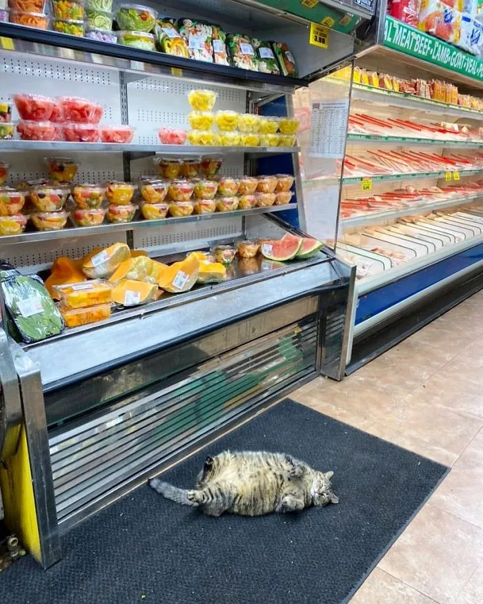 This Twitter Account Collects Photos Of Cats In Small Shops Looking Like They Own The Place