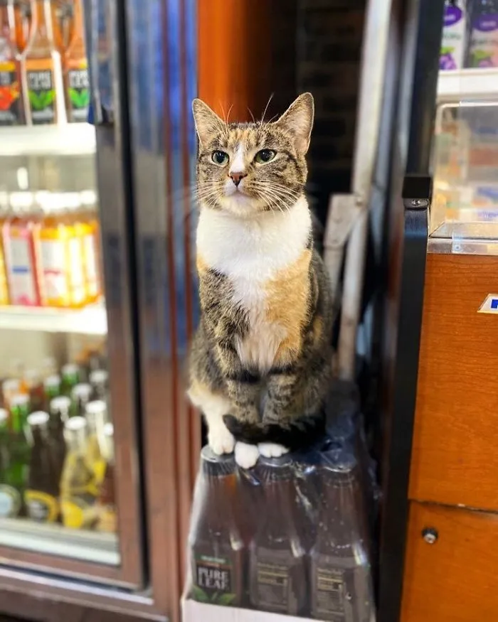 Esta cuenta de Twitter colecciona fotos de gatos en tiendecitas actuando como si fueran los dueños