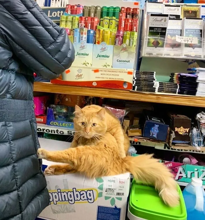 This Twitter Account Collects Photos Of Cats In Small Shops Looking Like They Own The Place