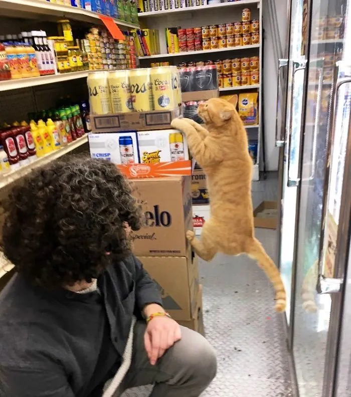 This Twitter Account Collects Photos Of Cats In Small Shops Looking Like They Own The Place