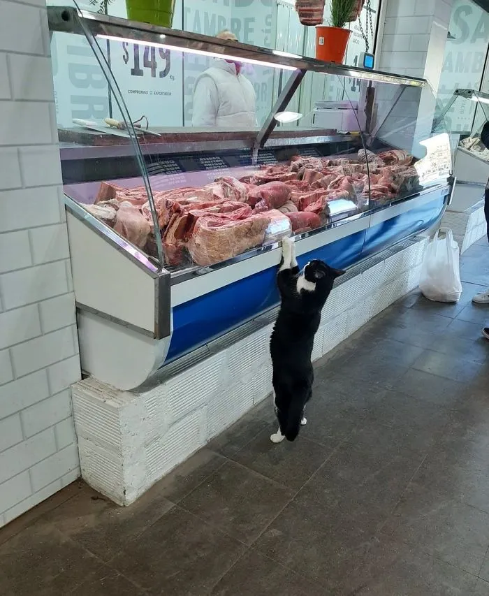 This Twitter Account Collects Photos Of Cats In Small Shops Looking Like They Own The Place