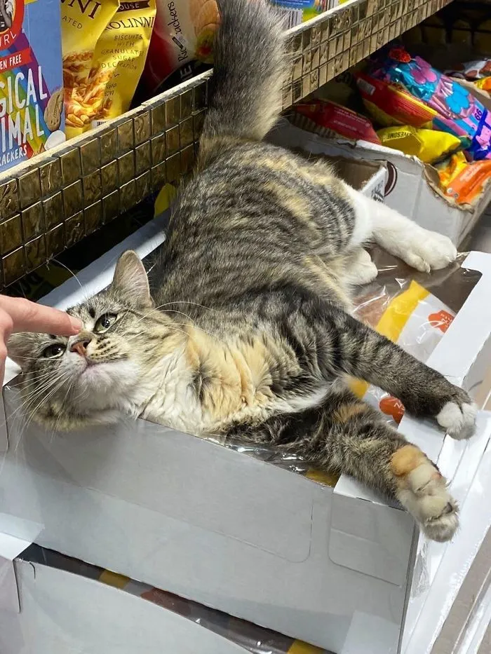 This Twitter Account Collects Photos Of Cats In Small Shops Looking Like They Own The Place