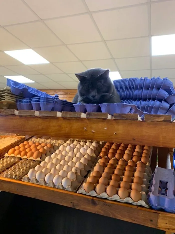 This Twitter Account Collects Photos Of Cats In Small Shops Looking Like They Own The Place