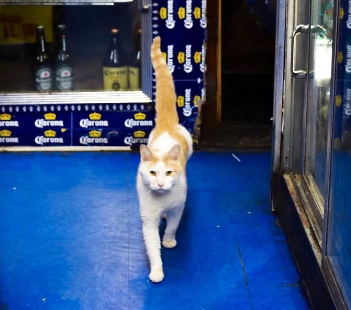 This Twitter Account Collects Photos Of Cats In Small Shops Looking Like They Own The Place