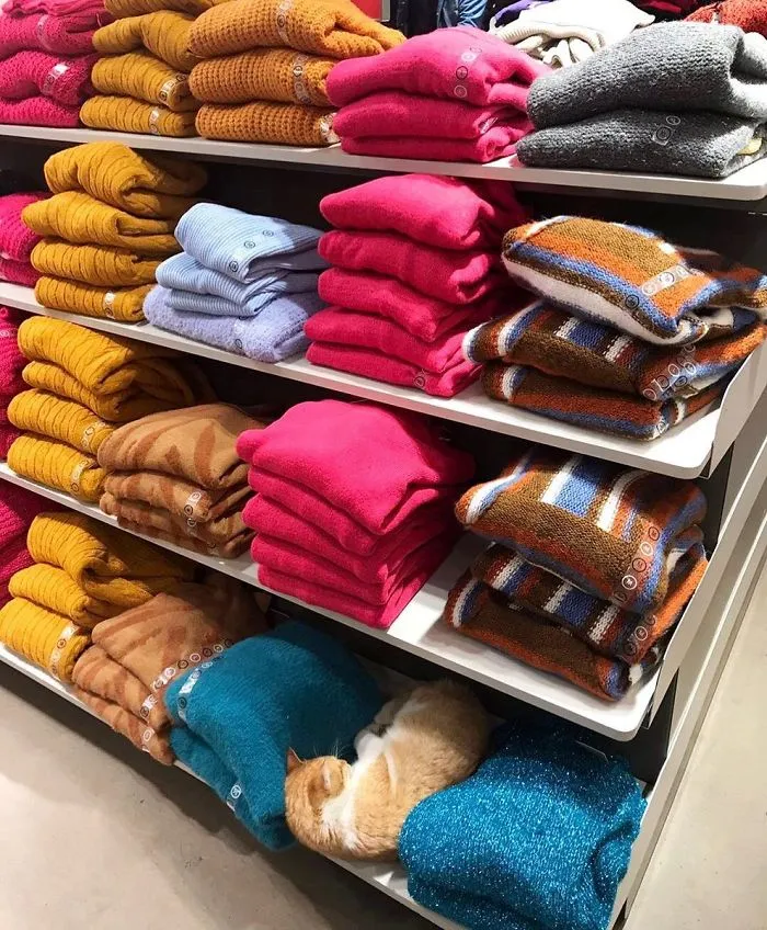 This Twitter Account Collects Photos Of Cats In Small Shops Looking Like They Own The Place