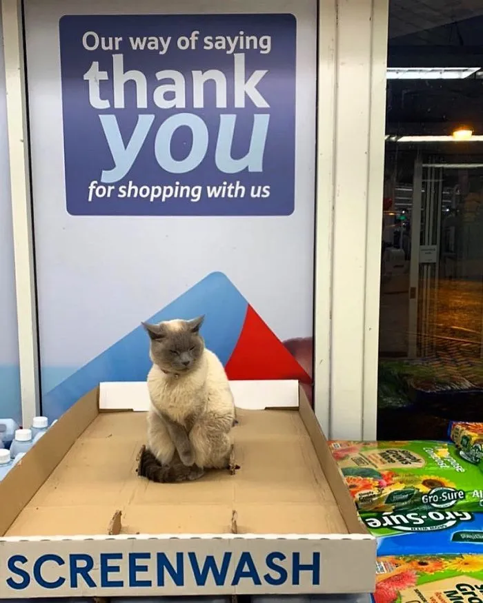 This Twitter Account Collects Photos Of Cats In Small Shops Looking Like They Own The Place