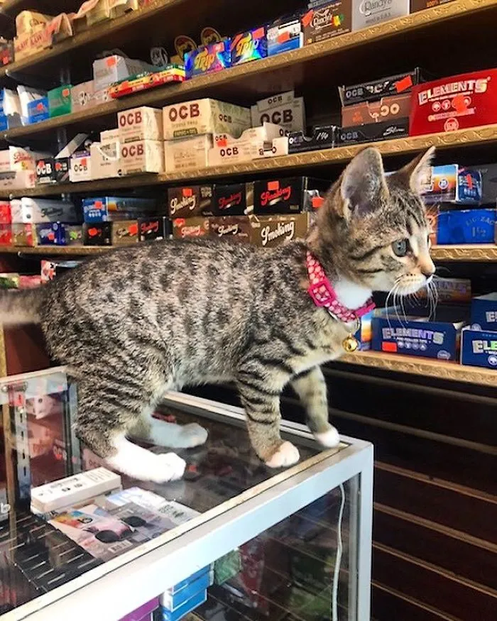 Esta cuenta de Twitter colecciona fotos de gatos en tiendecitas actuando como si fueran los dueños