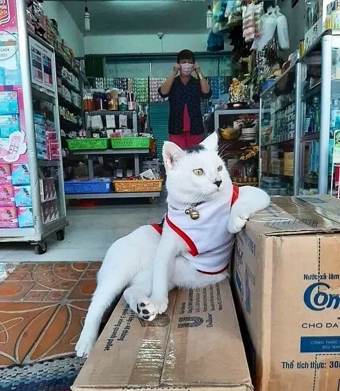 This Twitter Account Collects Photos Of Cats In Small Shops Looking Like They Own The Place