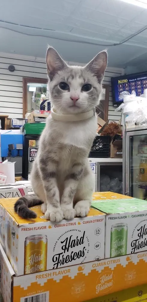 This Twitter Account Collects Photos Of Cats In Small Shops Looking Like They Own The Place