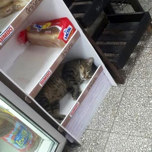 This Twitter Account Collects Photos Of Cats In Small Shops Looking Like They Own The Place