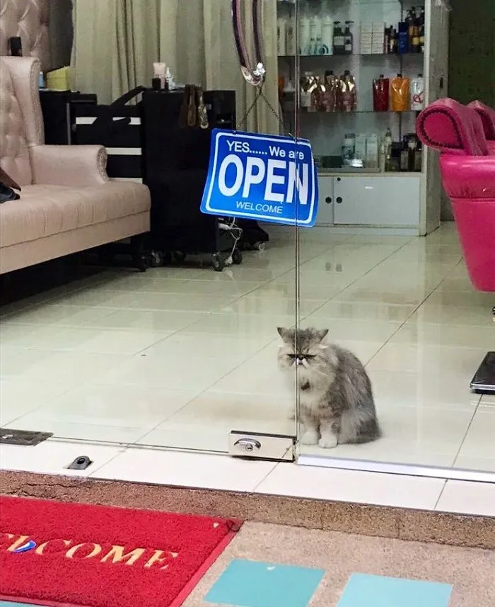 This Twitter Account Collects Photos Of Cats In Small Shops Looking Like They Own The Place